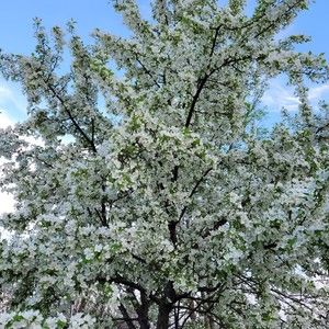 Meet your Posher, Devon